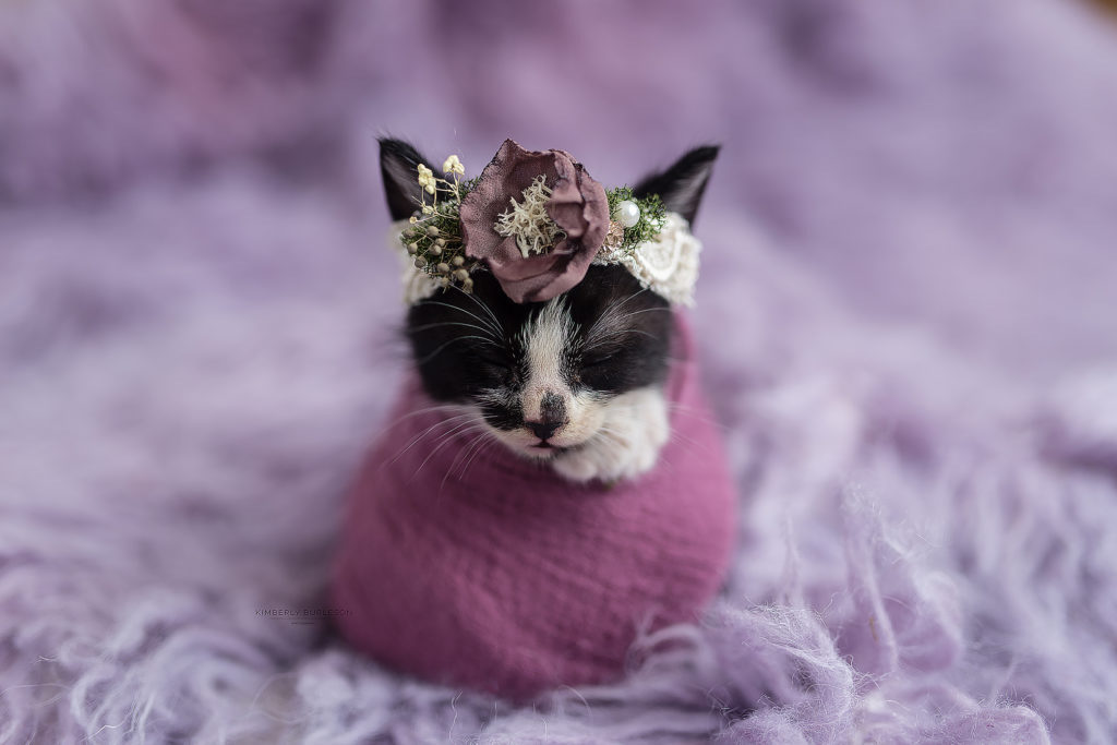 Newborn Kitten Photoshoot Kimberly Burleson Photography