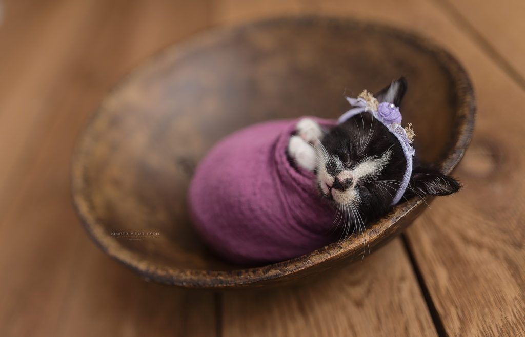 Newborn Kitten Photoshoot Kimberly Burleson Photography