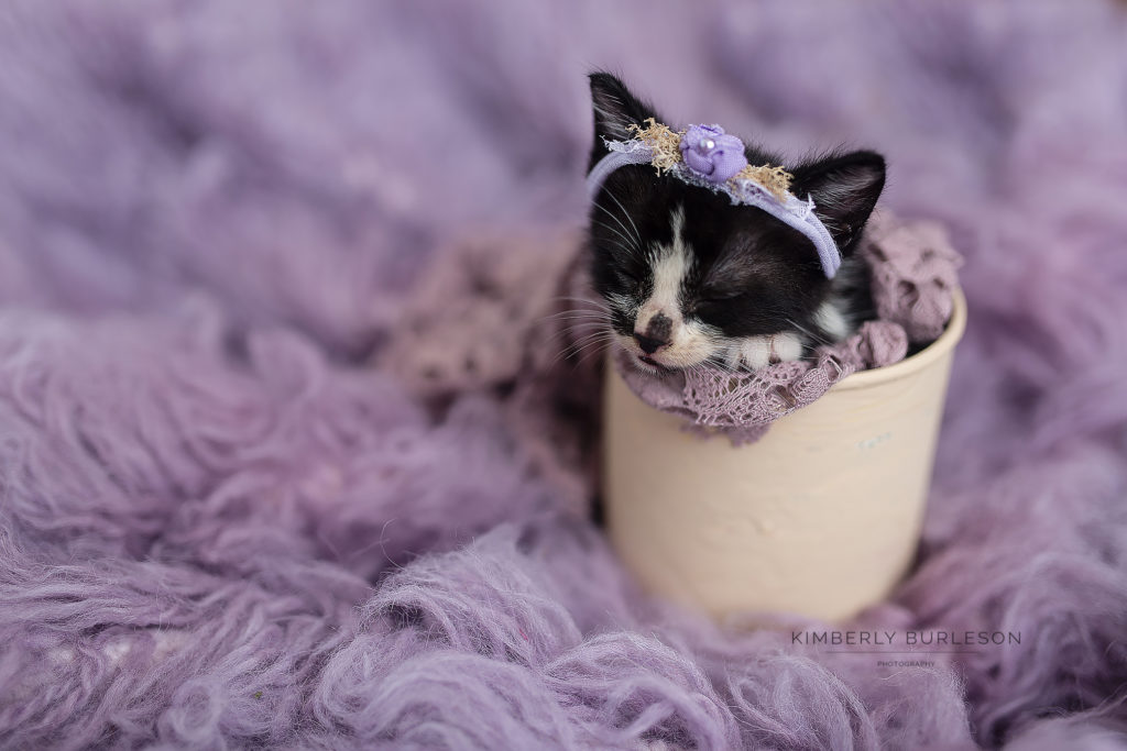 Newborn Kitten Photoshoot.