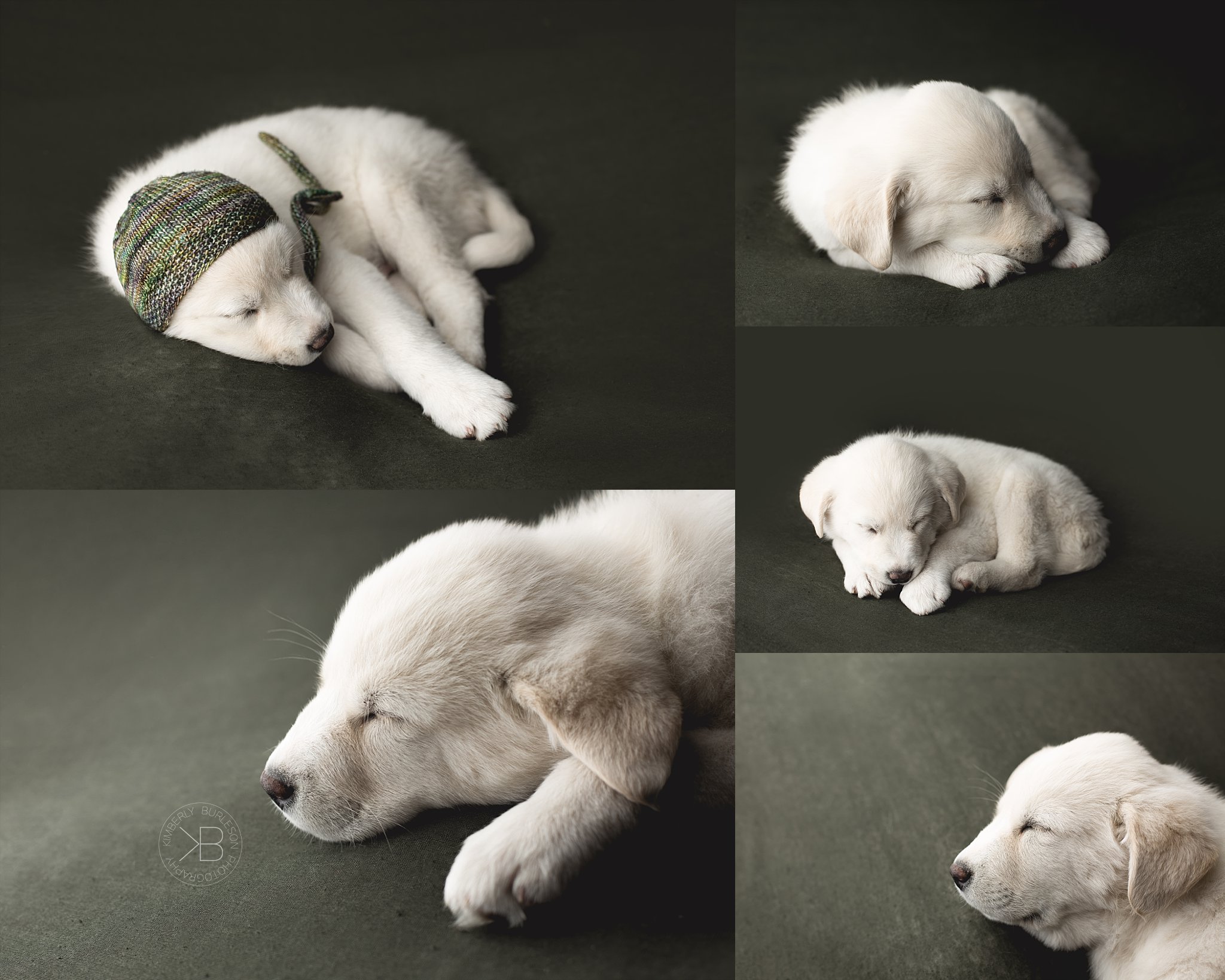 Newborn Puppy Photography - English Cream Golden Retriever ...