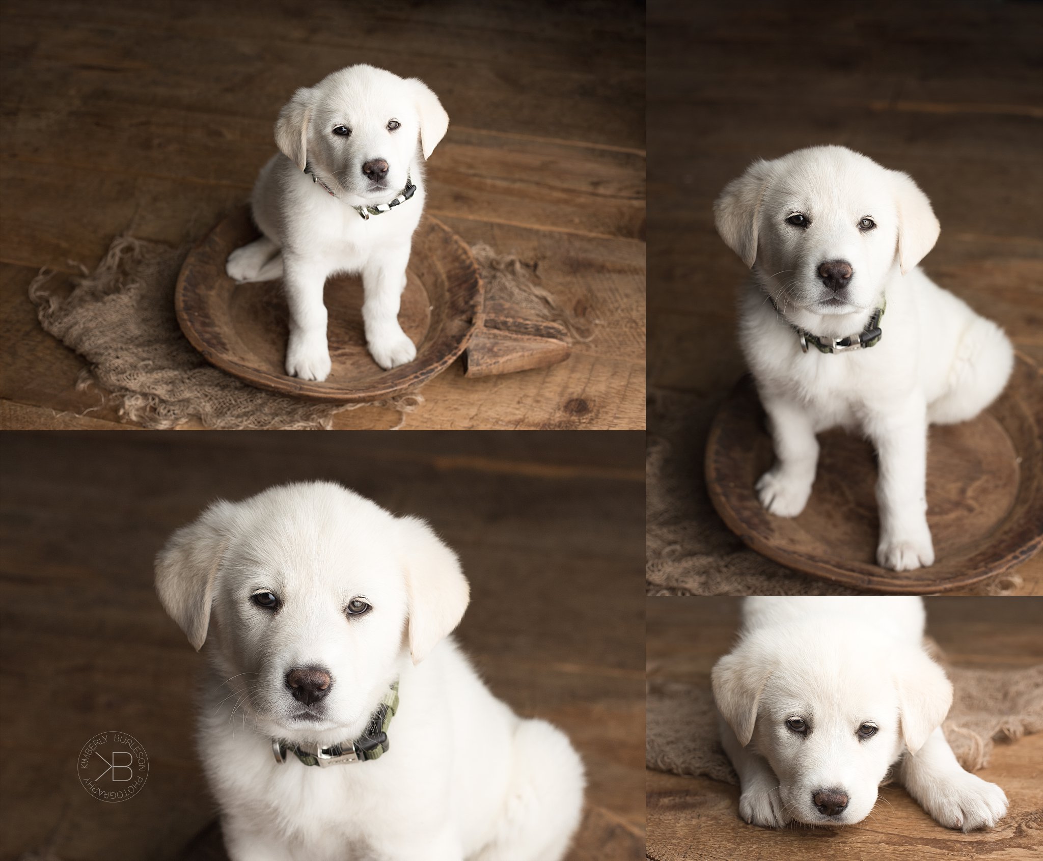 Newborn Puppy Photography - English Cream Golden Retriever ...